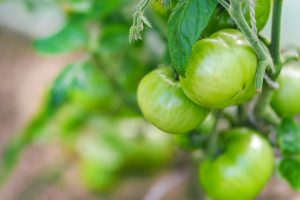 tomates ecológicos