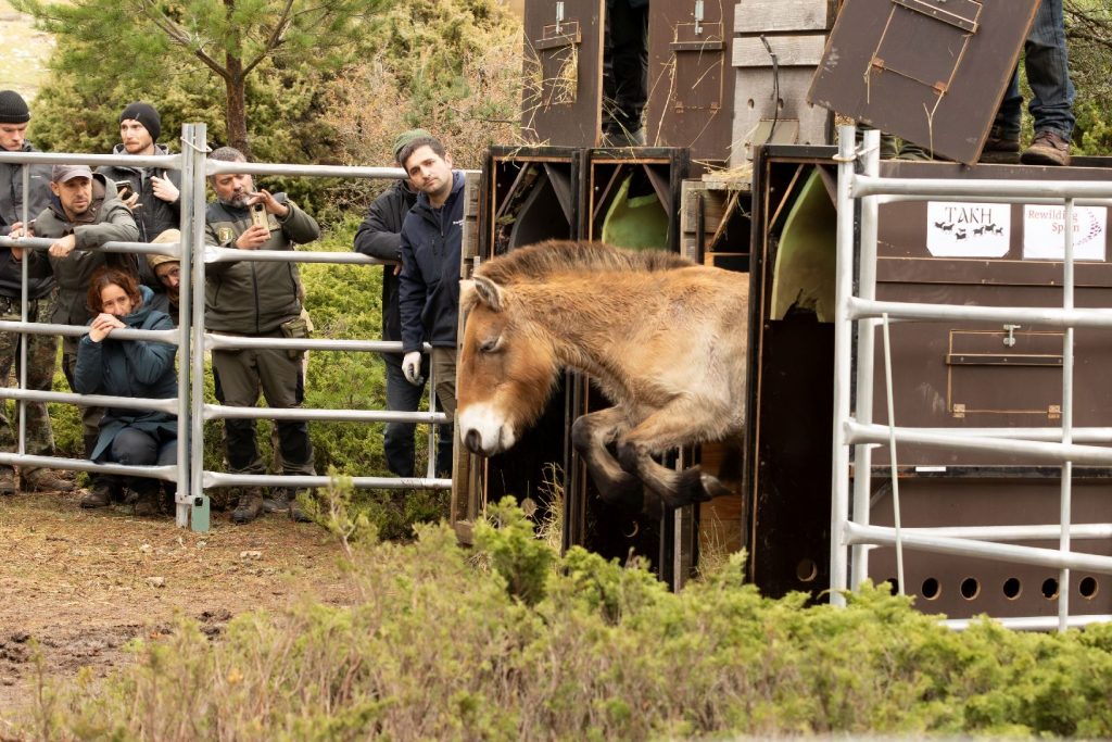 Caballos de Przewalski