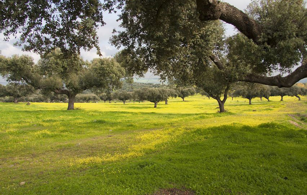 dehesa
