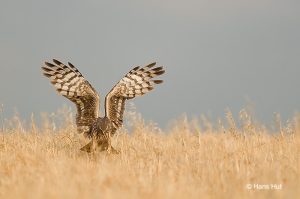 aguilucho cenizo